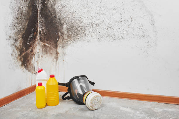 Best Residential Mold Remediation in New Milford, NJ