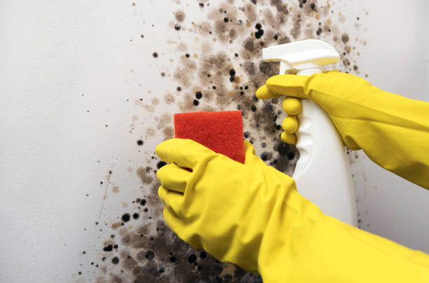 Best Black Mold Remediation in New Milford, NJ